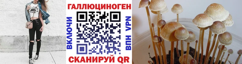 магазин продажи   Почеп  Галлюциногенные грибы Cubensis 